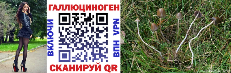 гидра ссылки  Ейск  Галлюциногенные грибы MAGIC MUSHROOMS 